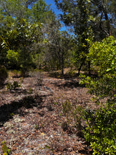 Load image into Gallery viewer, 0.20 Acres in Putnam County, Florida