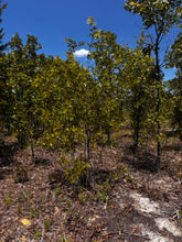 Load image into Gallery viewer, 0.11 Acre for Sale in Putnam County Florida