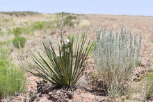 Load image into Gallery viewer, 2.65 Acres in Navajo County, Arizona
