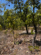 Load image into Gallery viewer, 0.20 Acres in Putnam County, Florida
