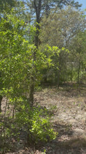 Load and play video in Gallery viewer, 0.20 Acres in Putnam County, Florida
